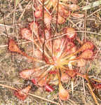 Pink sundew